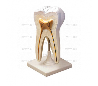 Модель "Строение зуба" Модель "Строение зуба"