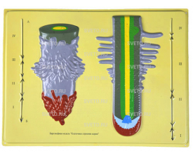 Барельефная модель "Клеточное строение корня"